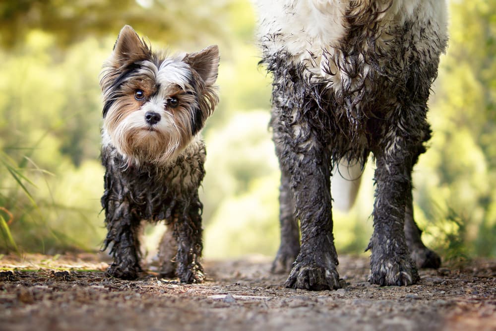 Little dog with big dog playing in the forest