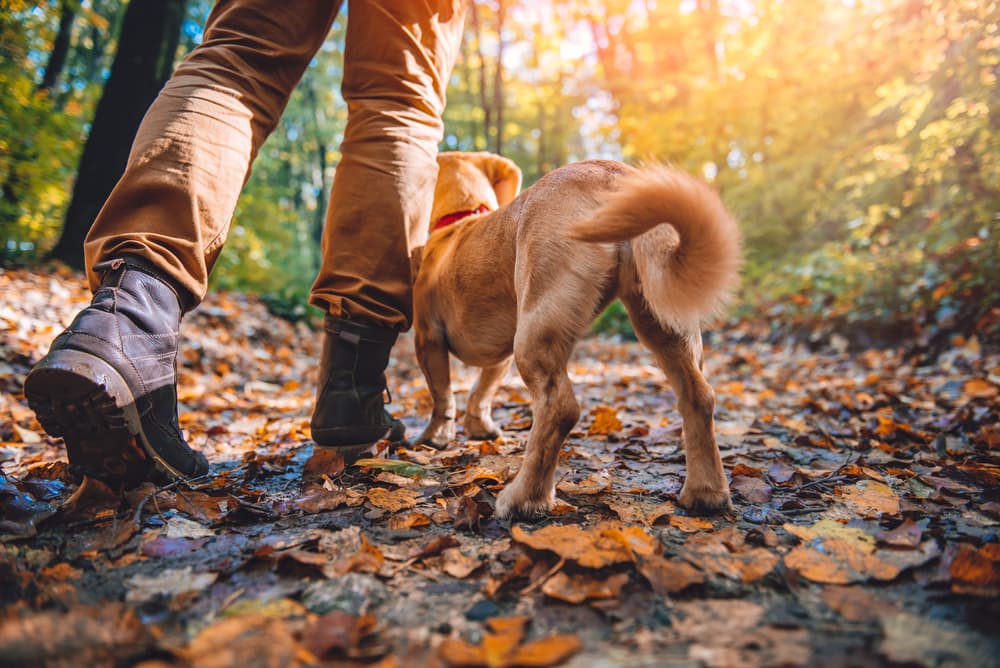 Dog and owner walking in the forest at twilight