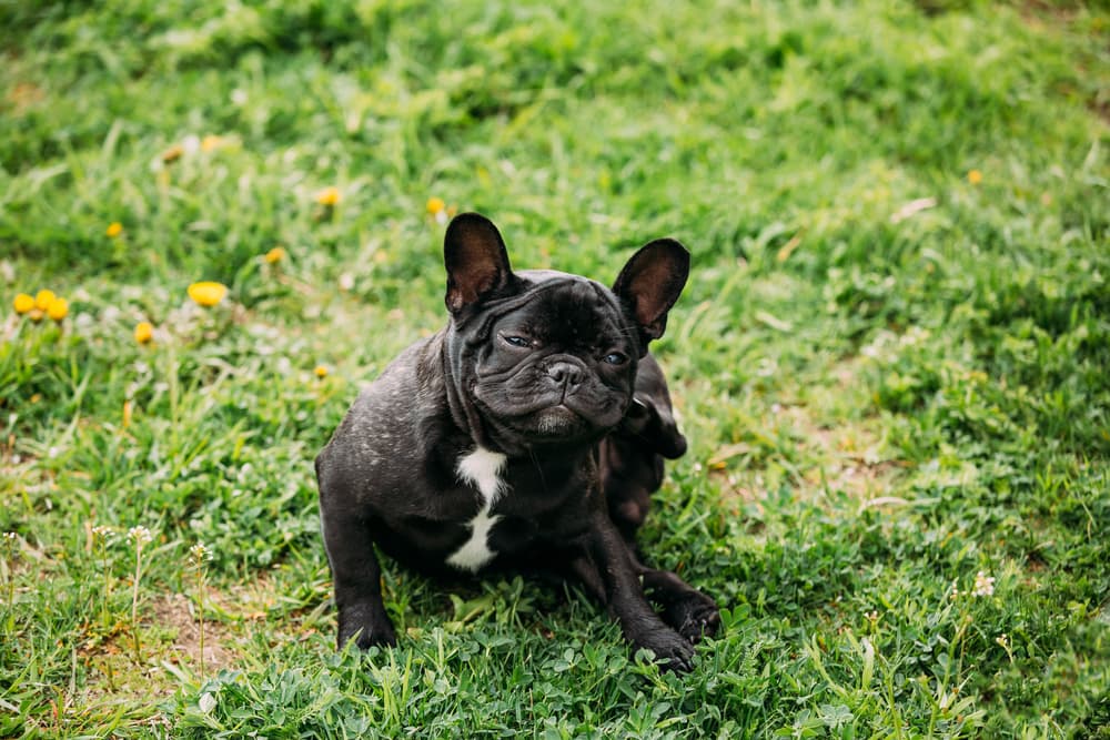 Dog shaking head because of ticks on a dog's ears
