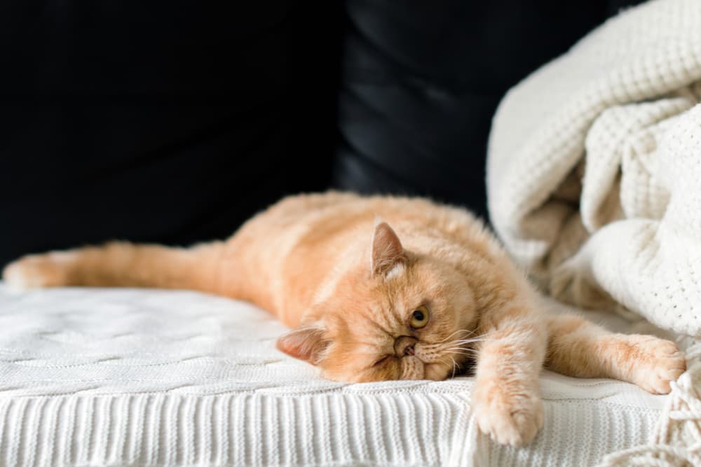 Cat looking sad at home