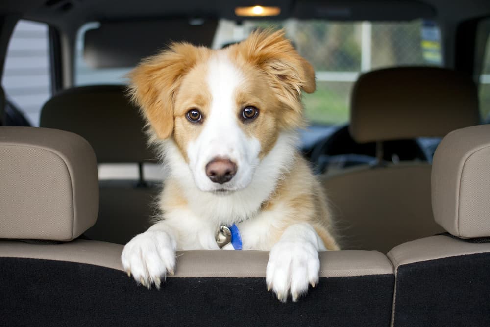 Dog in backseat of car