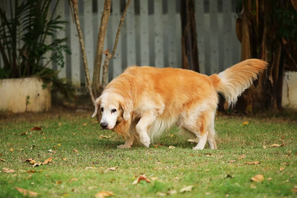 Old dog walking outside