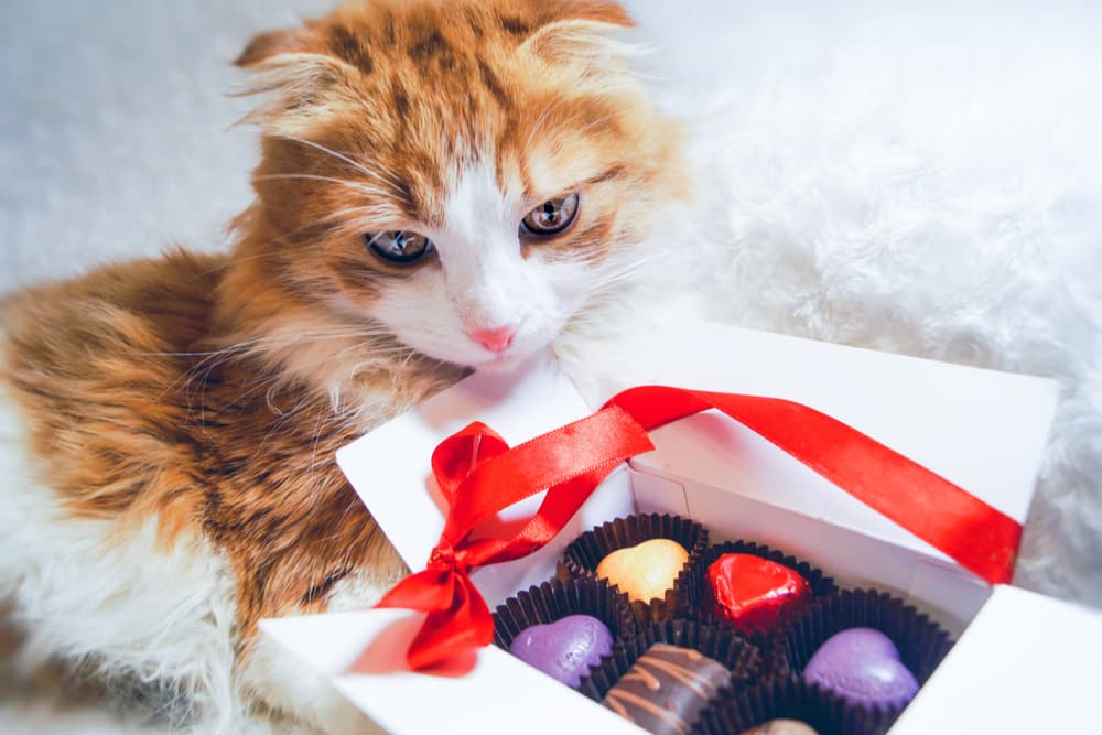 Cat sitting with a box of chocolates wondering cats can eat chocolate