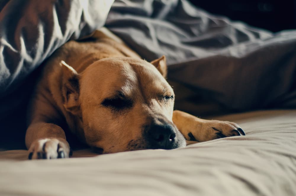 dog lying in bed