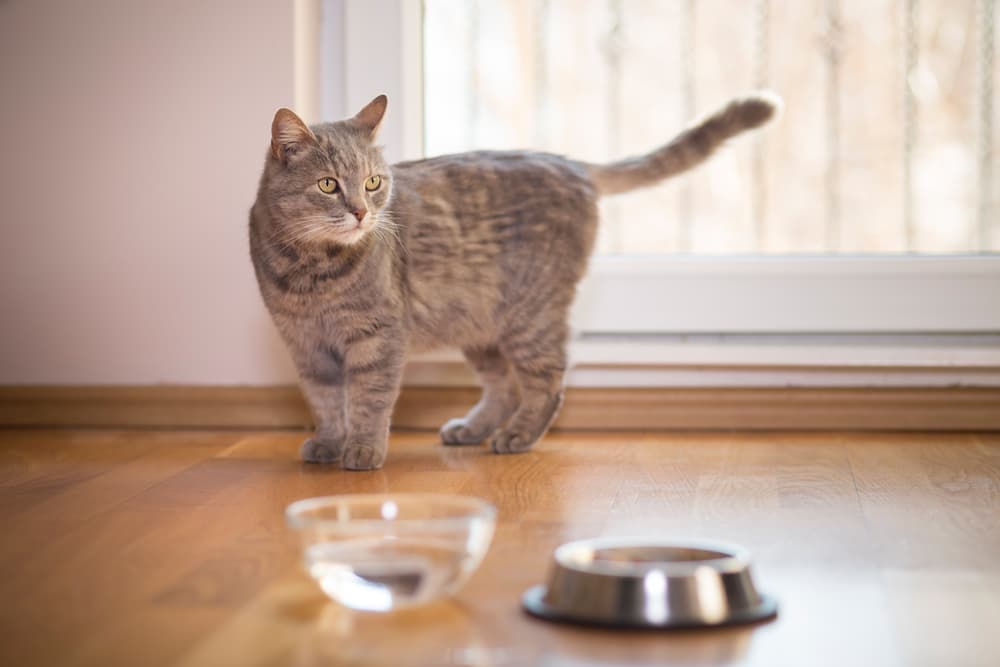 Cat drinking out of glass and steel bowls