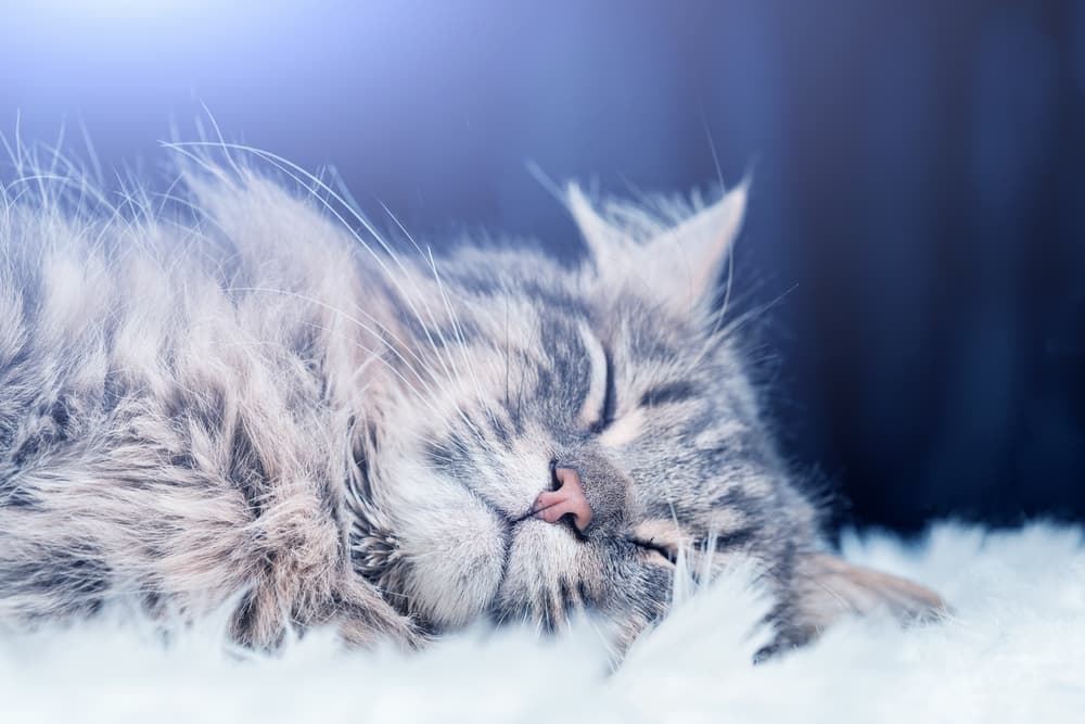 Cat snuggled in the rug