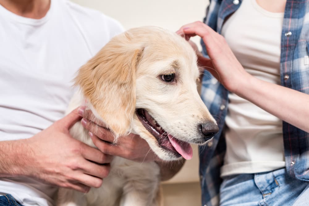 Owners inspecting pet dog to see if there are ticks on a dog's ears