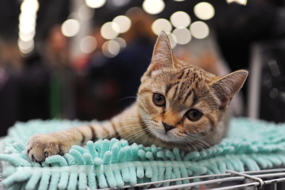 Sweet cat laying down on a rug