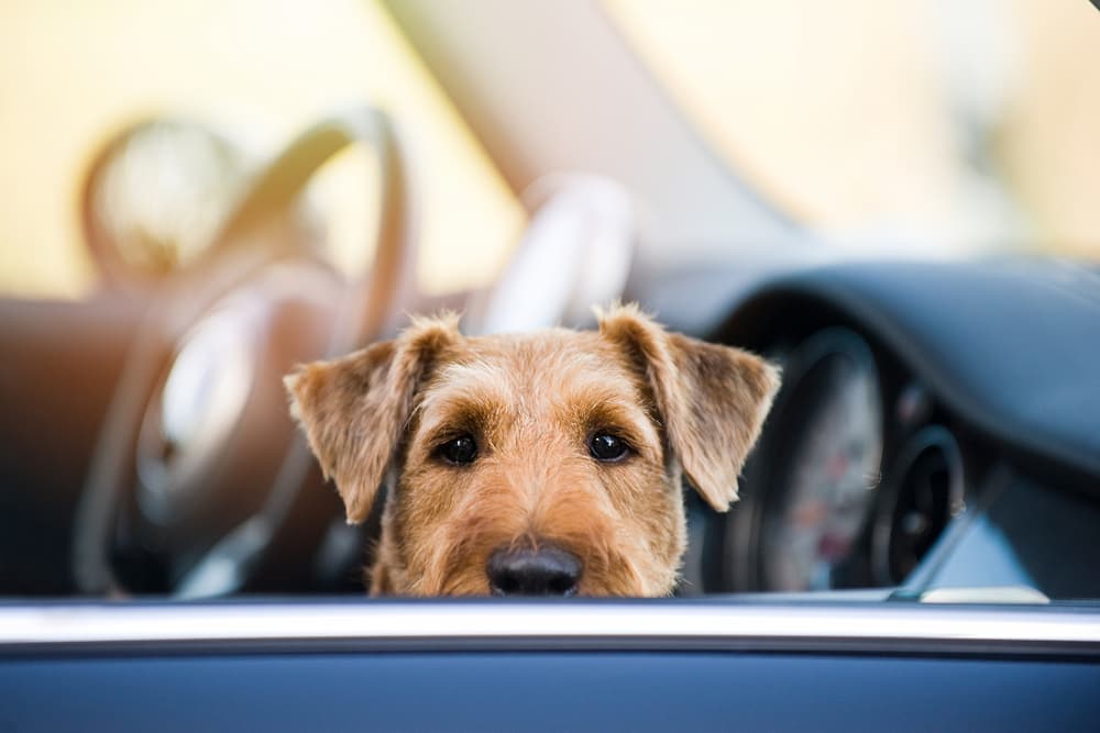 Antifreeze Poisoning in Dogs