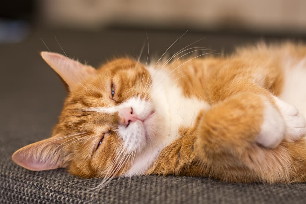 Funny big orange cat stretching