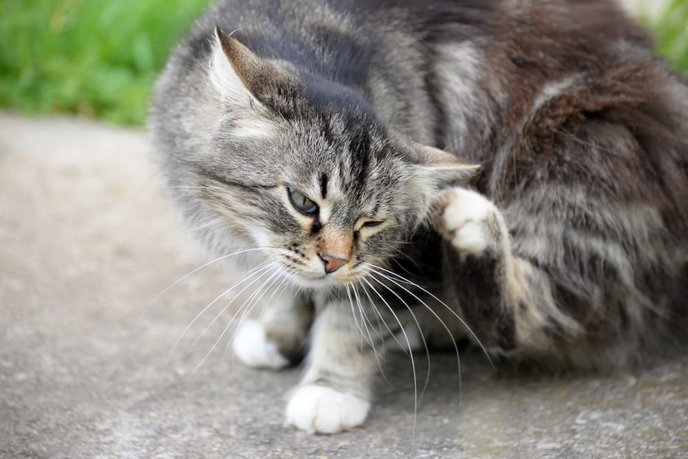 Fleas on Cats: How to Identify and Treat Them