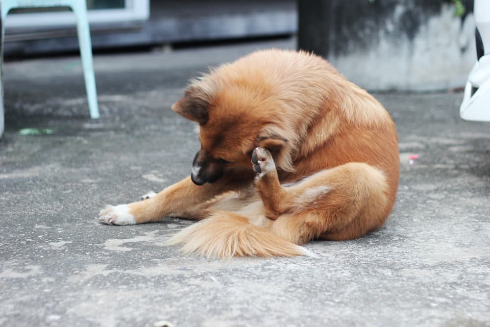 Dog scratching behind ear