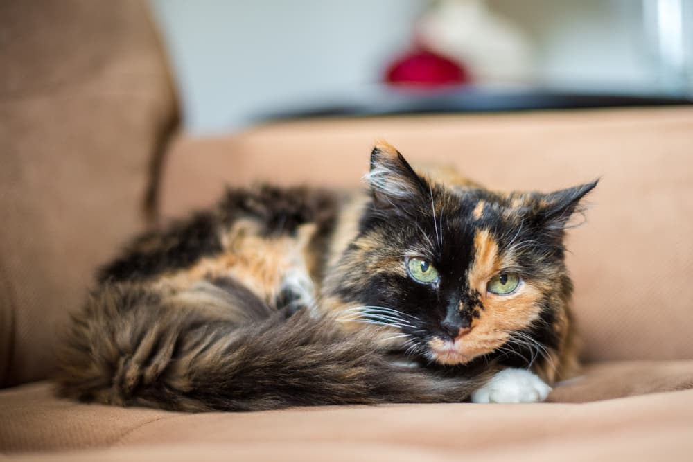 Cat snuggling at home on a couch