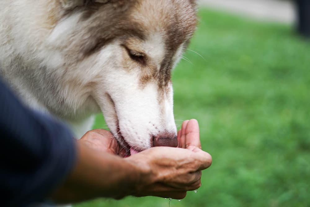 Dog eating from owner's hand