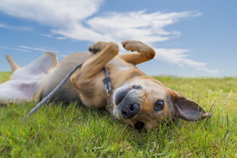 Ticks on a Dog’s Ears: What You Should Know