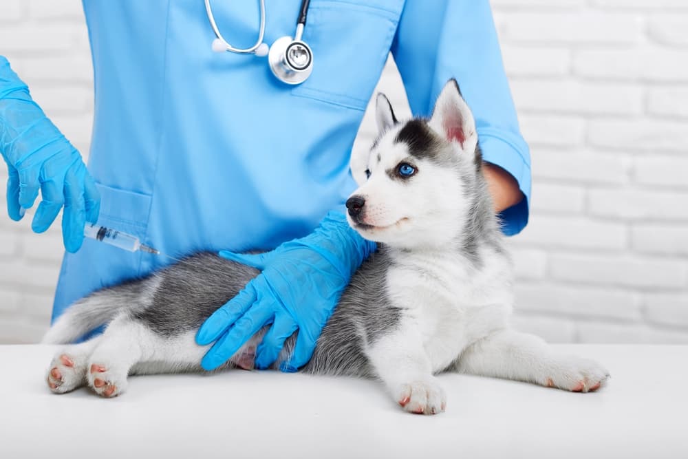 Dog getting an allergy shot