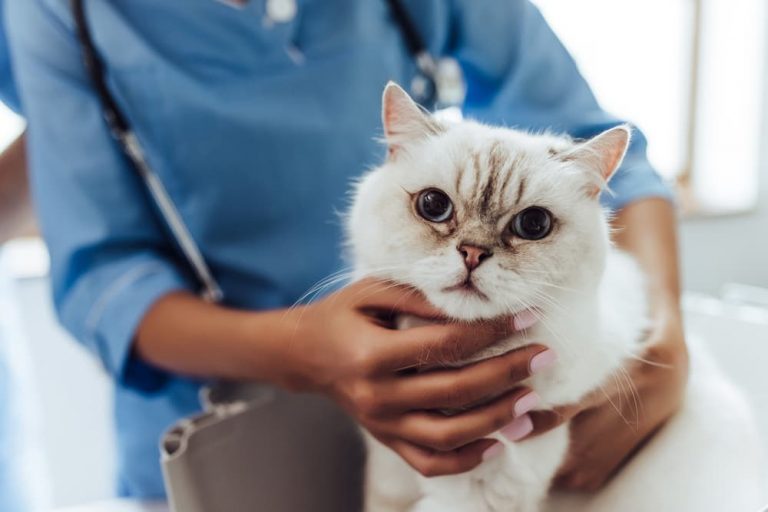 Cat at the vet having a regular check up