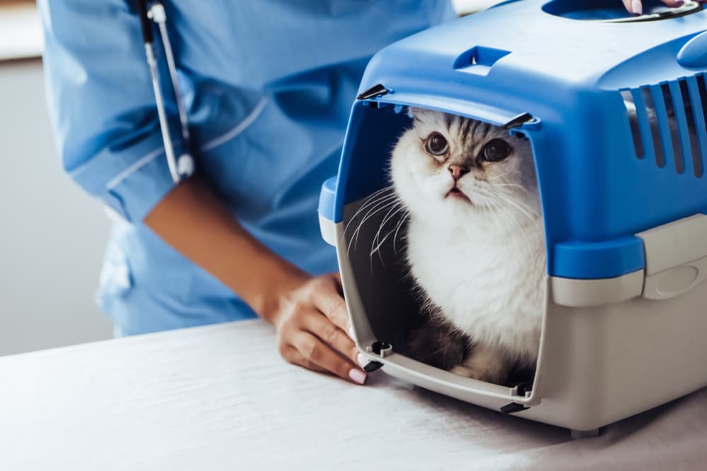 Cat being in comfortable carrier