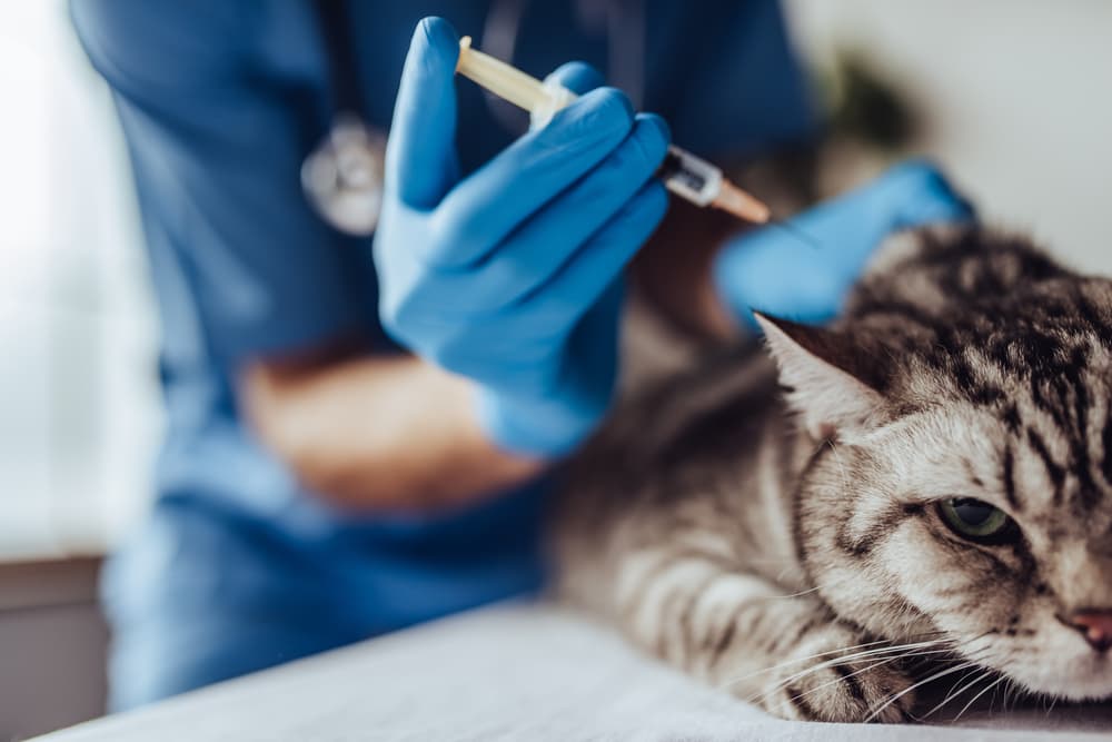 Cat receiving a shot
