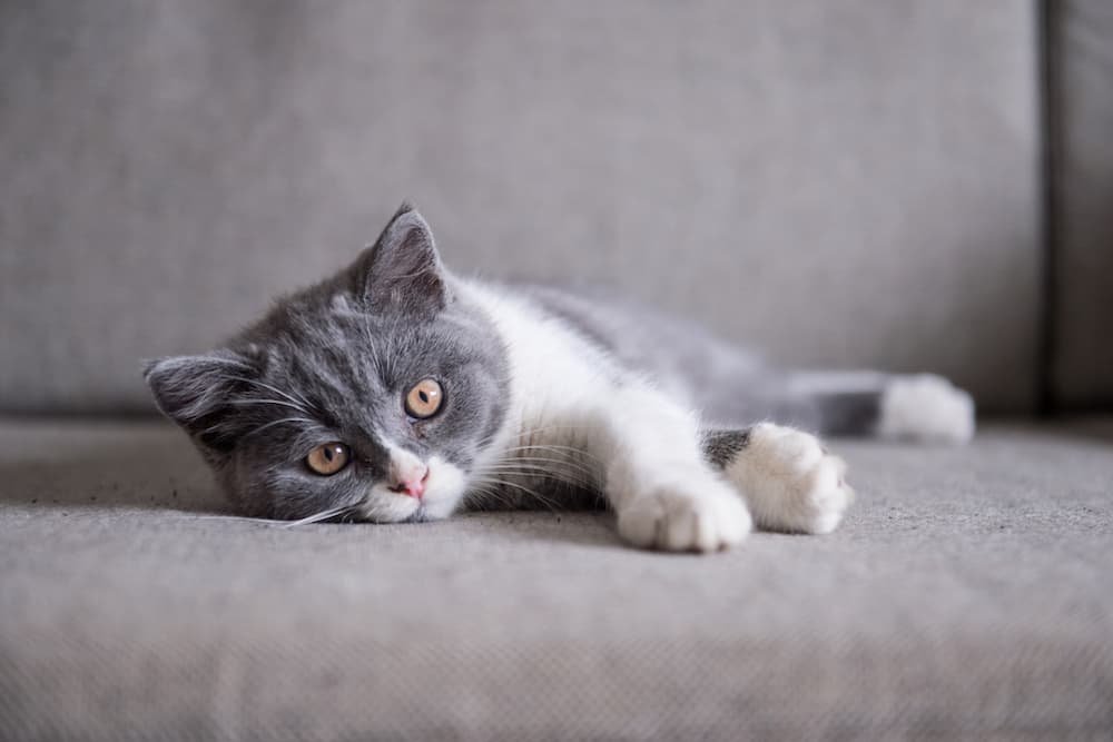 Cat feeling unwell laying on the couch