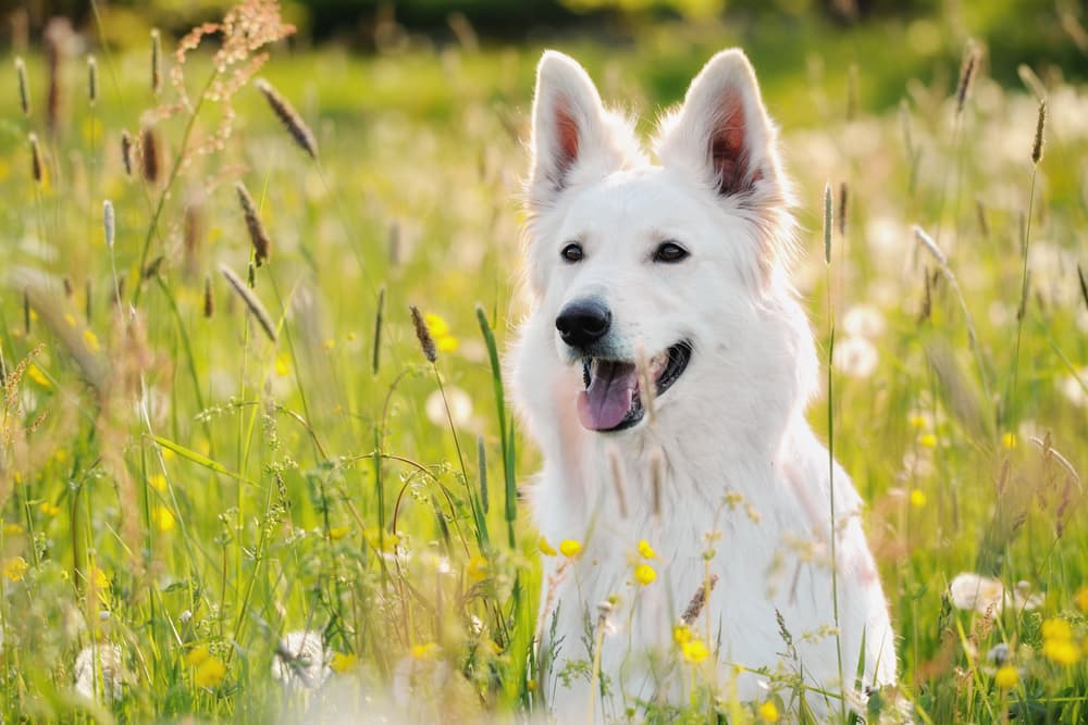Allergy Shots for Dogs: Does Your Pup Need Them? Allergy Shots for Dogs: Does Your Pup Need Them?