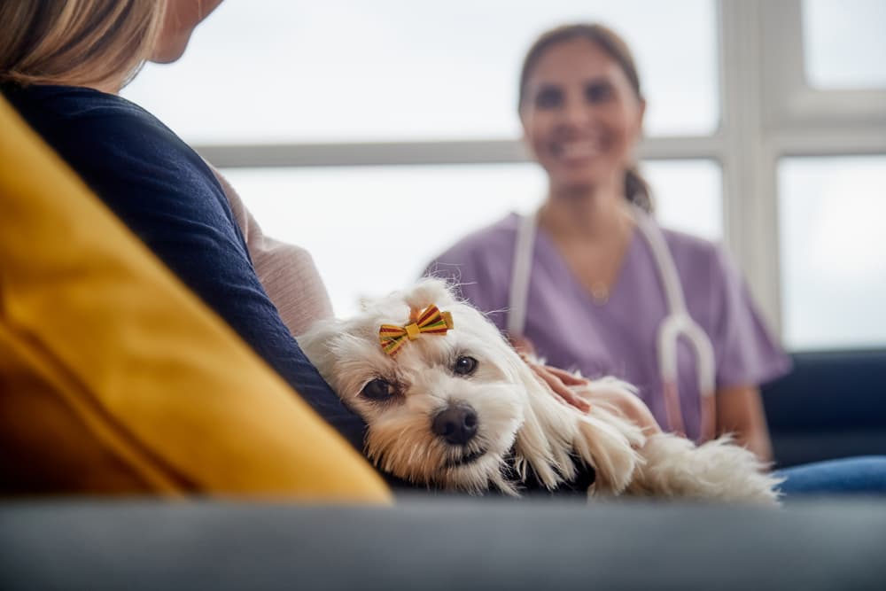 Dog at the vet talking about tick-borne diseases in dogs