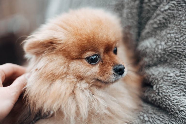 Small dog shaking in arms