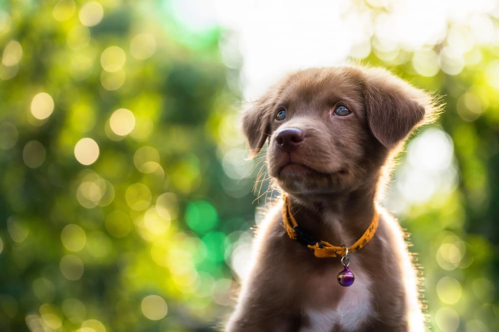 When Do Puppies Open Their Eyes?