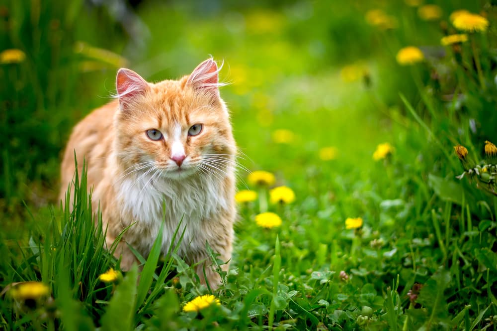 Big orange cat walking in a field outdoors, ideas for orange cat names