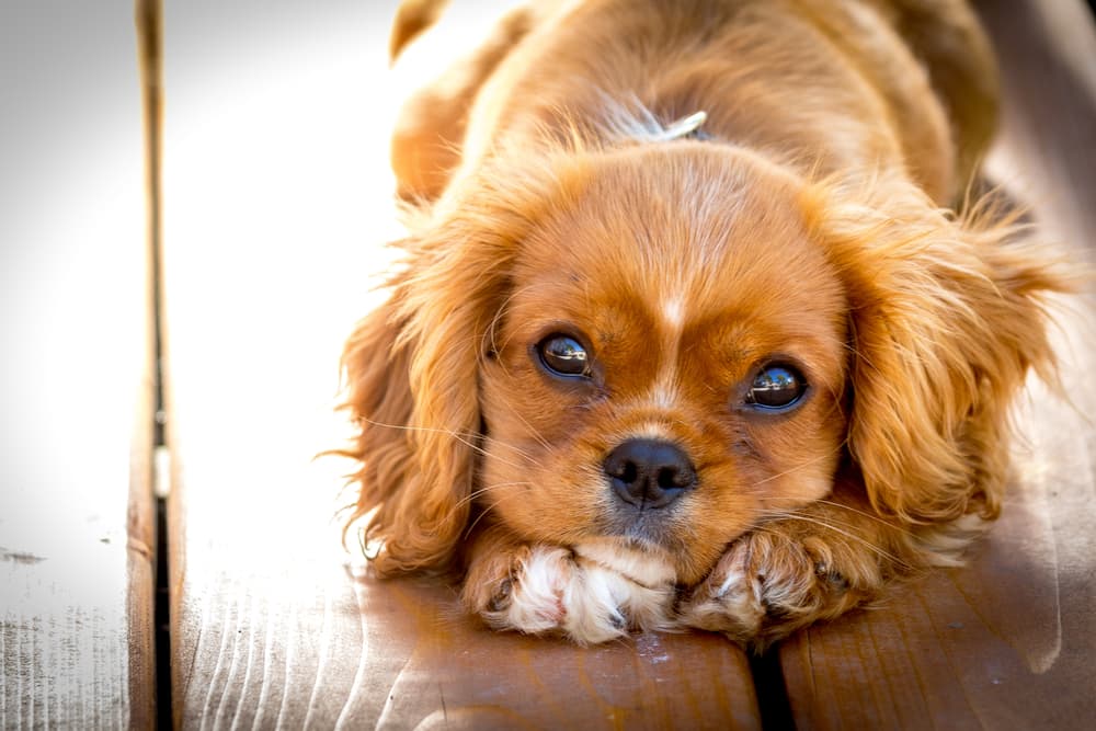 Puppy being very cute resting on their paws