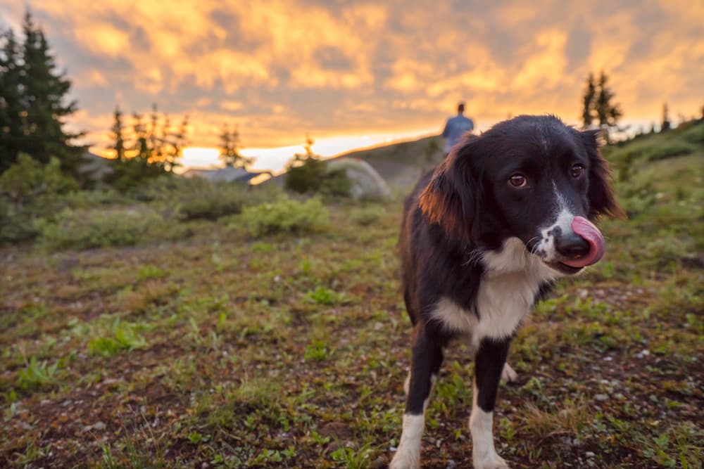 Dog hiking in utah forest
