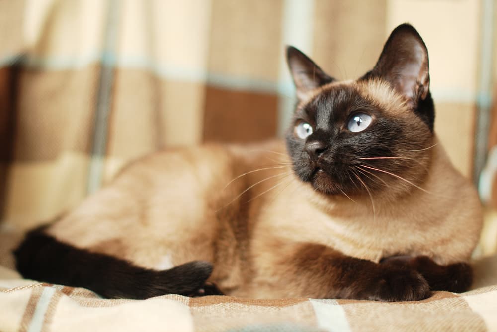 Male Siamese cat