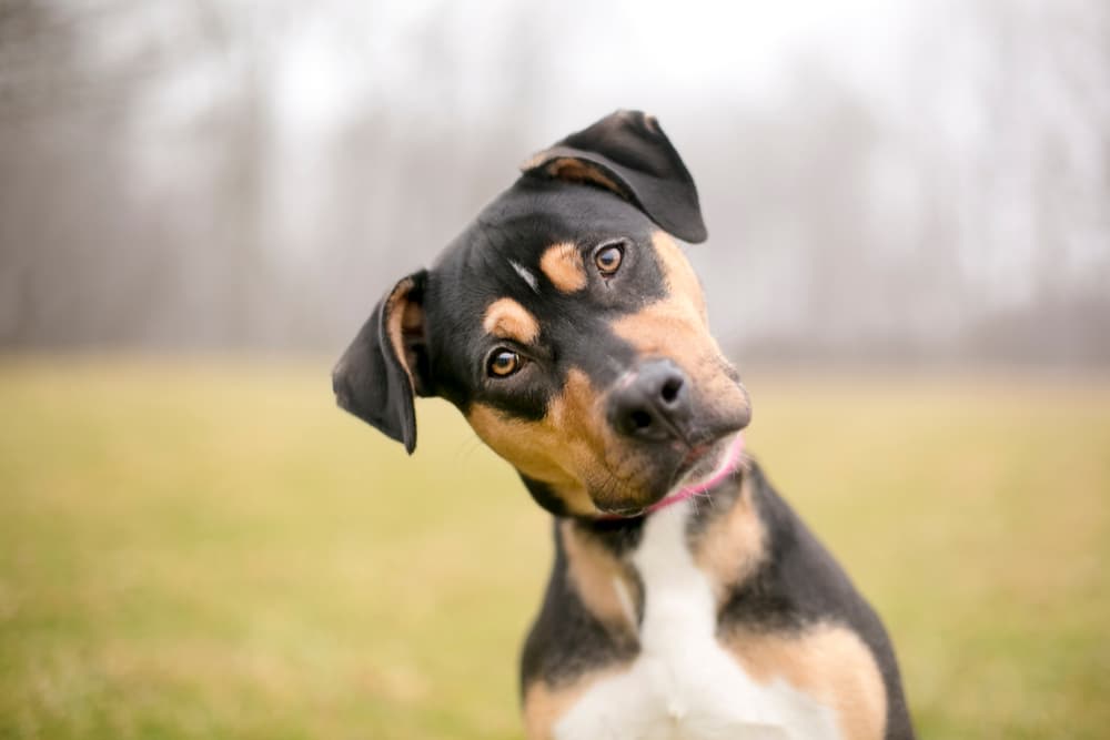 Dog head tilted looking to camera
