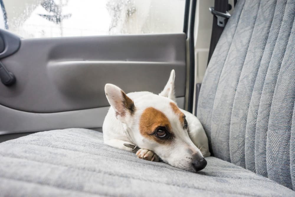 Dog being brought to the vet in the car