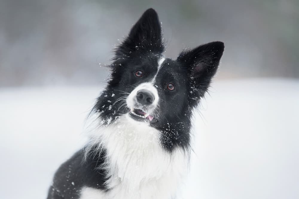 Dog head tilted in the snow