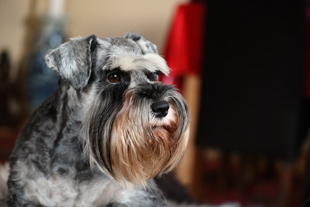 Sad Miniature Schnauzer dog feeling sick