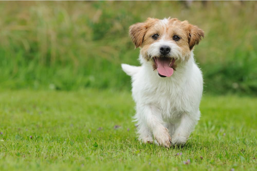 Cute dog walking outside in the grass