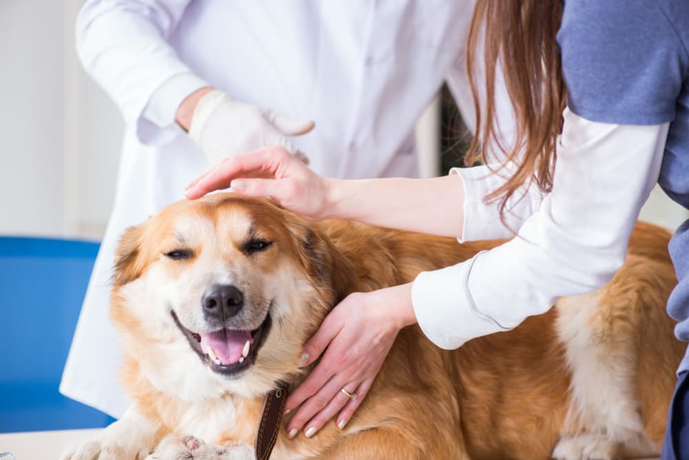 Dog at the vet having a skin tag removed