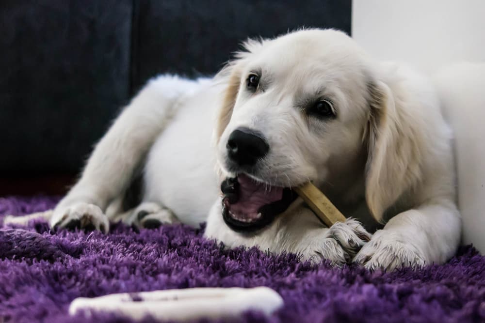 Dog eating and chewing on a bone because he is resource guarding