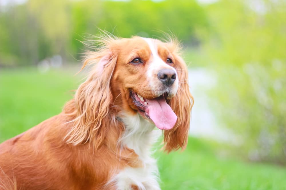 Spaniel dog outside and happy