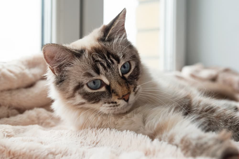 Cat Hairballs: Why They Happen and How to Handle Them