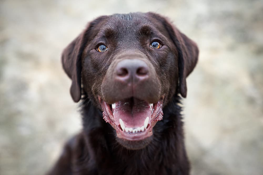 94 Brown Dog Names for Chocolate-Colored Pups