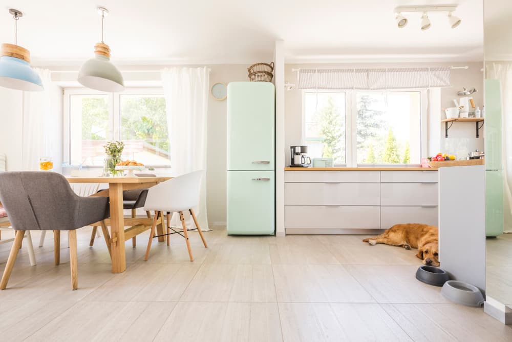 Dog in a quiet peaceful kitchen