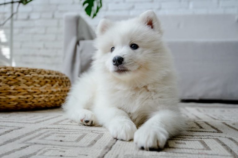Dog laying on the rug next to a couch in the living room