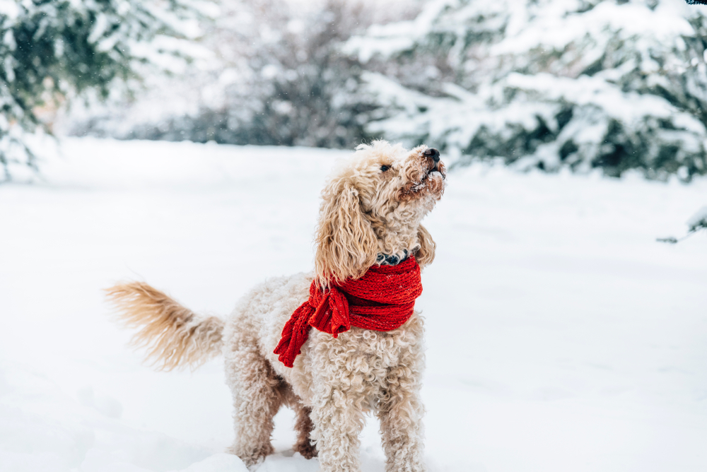 Dog out in the cold weather in the snow looking very cute