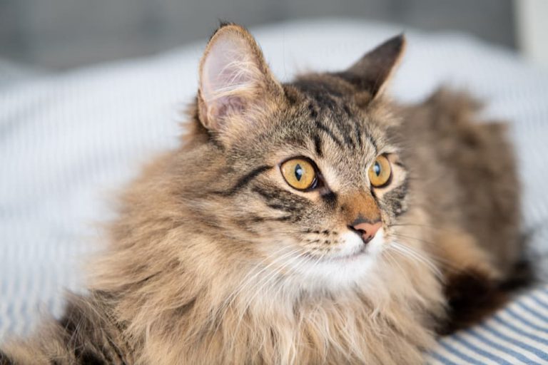 Cat looking sick