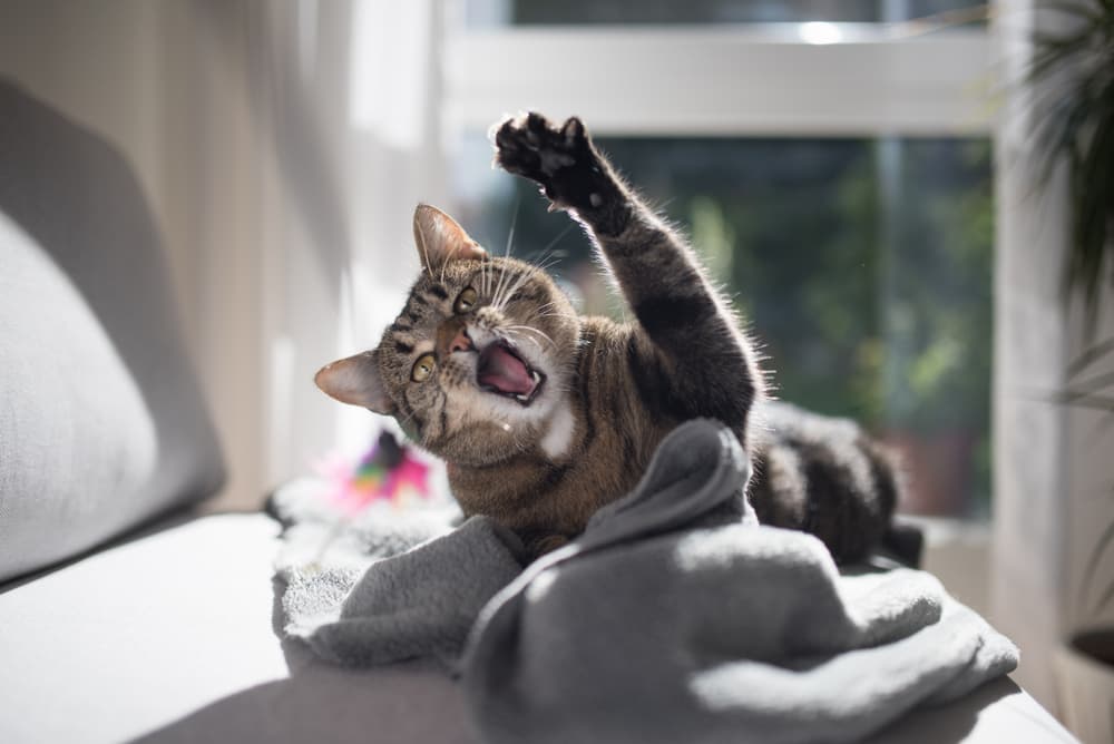 Cat swatting at owner being aggressive