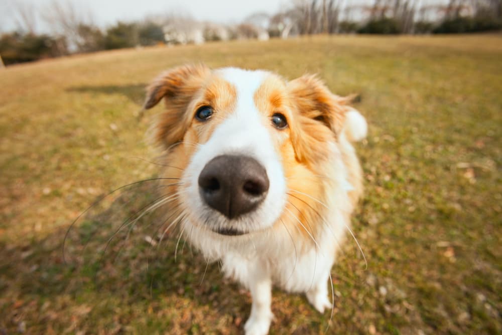 Close up of sweet dog and their nose outside