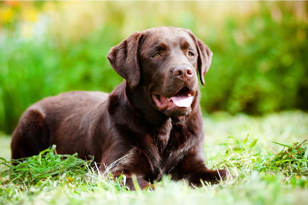 Brown dog laying in the grass in a meadow