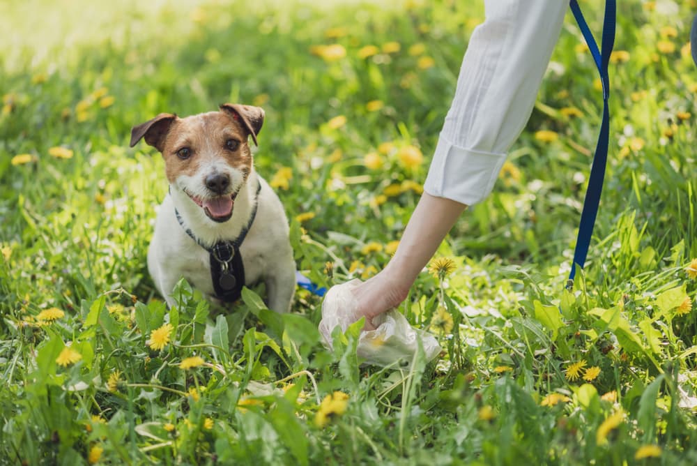 Picking up dog poop outside using a bag